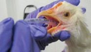 Gavage Tube Feeding Chickens Bitchin Chickens