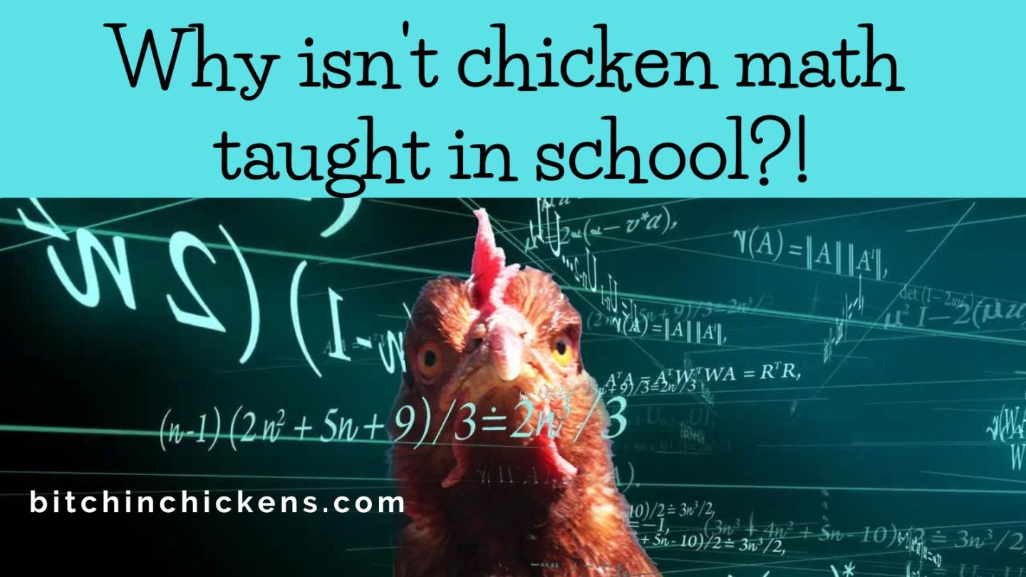 Bitchin’ Chickens Memes: 28 Chicken Math – Bitchin' Chickens