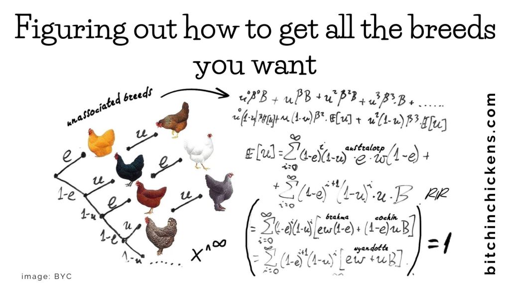 Bitchin’ Chickens Memes: 28 Chicken Math – Bitchin' Chickens