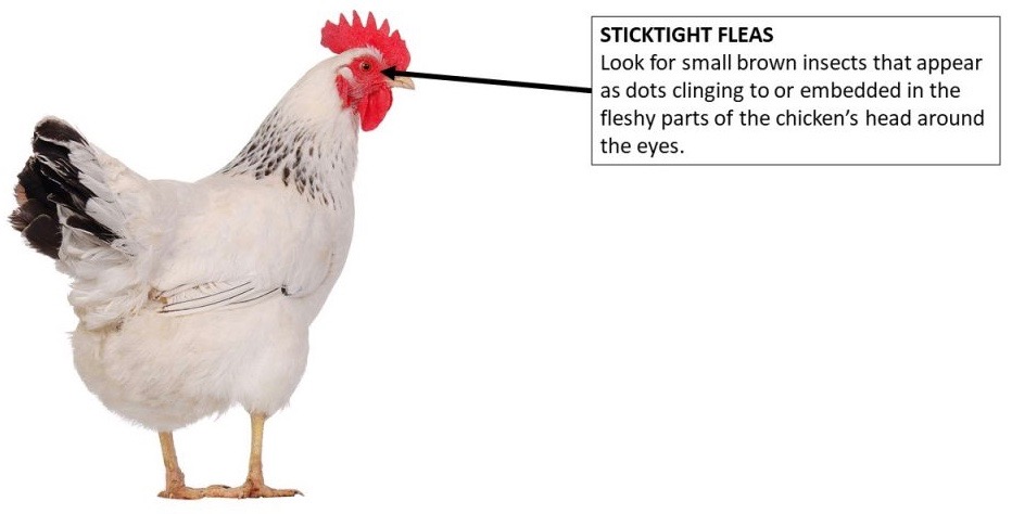 Dealing With Sticktight Fleas In Chickens – Bitchin' Chickens