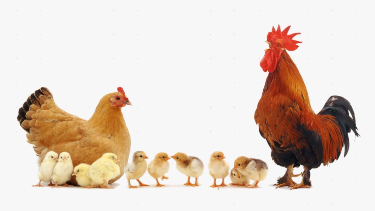 Rooster Dads, Happy Father's Day – Bitchin' Chickens