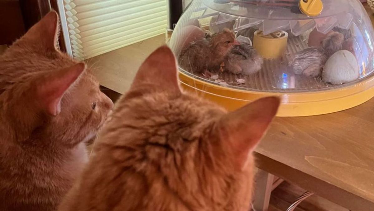 The Funny Farm Chickens Are A Gateway Drug Bitchin Chickens