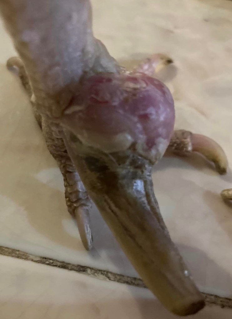 Avian Pathology Cases: 33 – Bitchin' Chickens