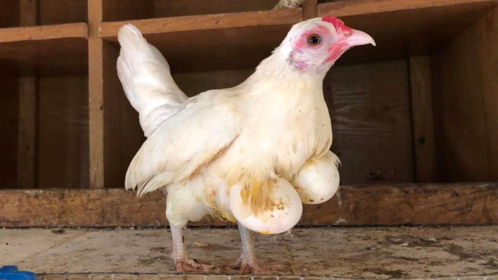 The Funny Farm: The Lighter Side Of Keeping Chickens 3 – Bitchin' Chickens