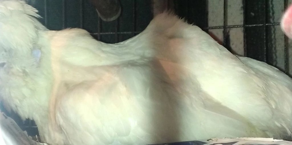 Avian Pathology Cases: 40 Skeletal Deformities In Chickens – Bitchin ...