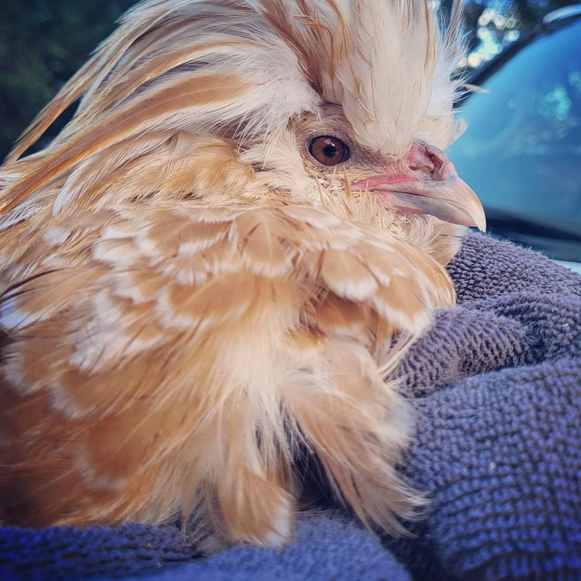 Picture of Tea Tree Oil Toxicity In Chickens – Bitchin' Chickens
