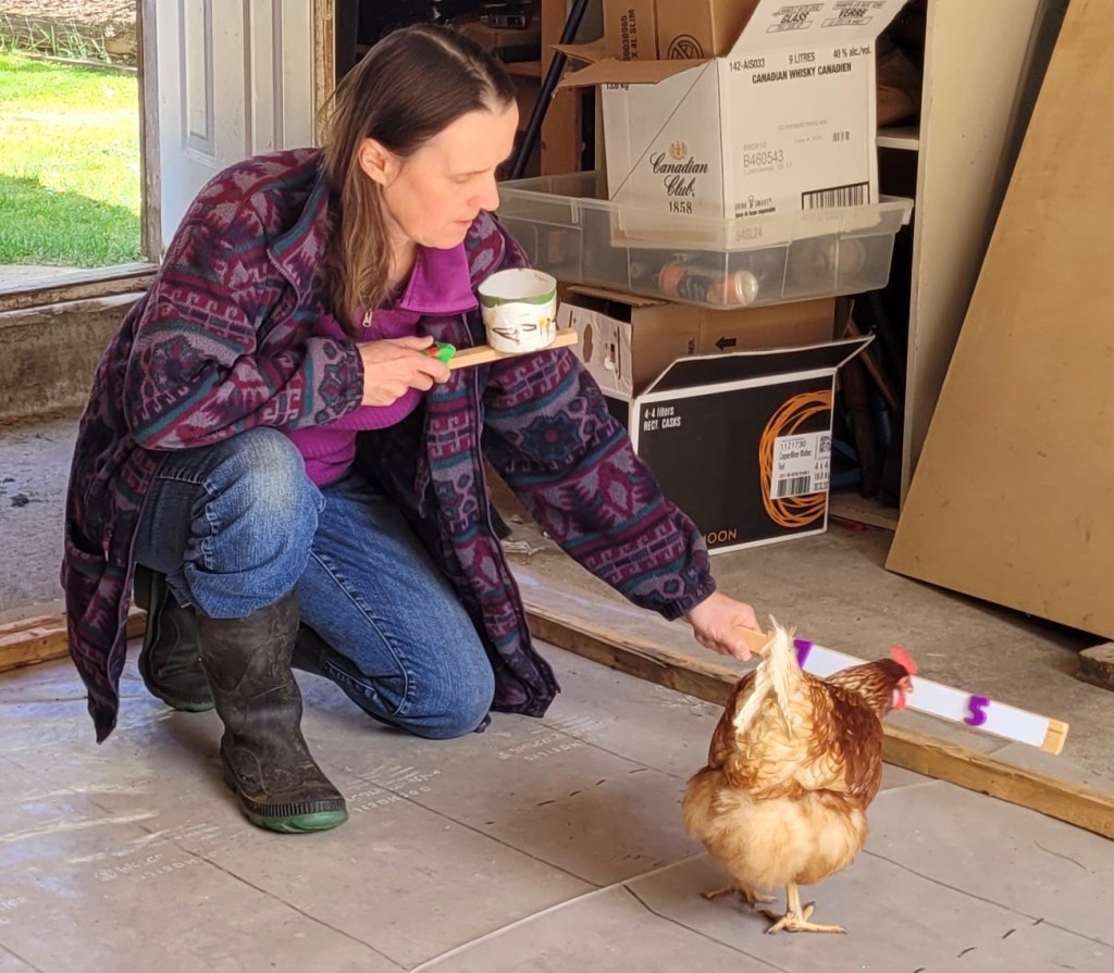 Bird Brains? Challenging Assumptions About Chicken Intelligence ...