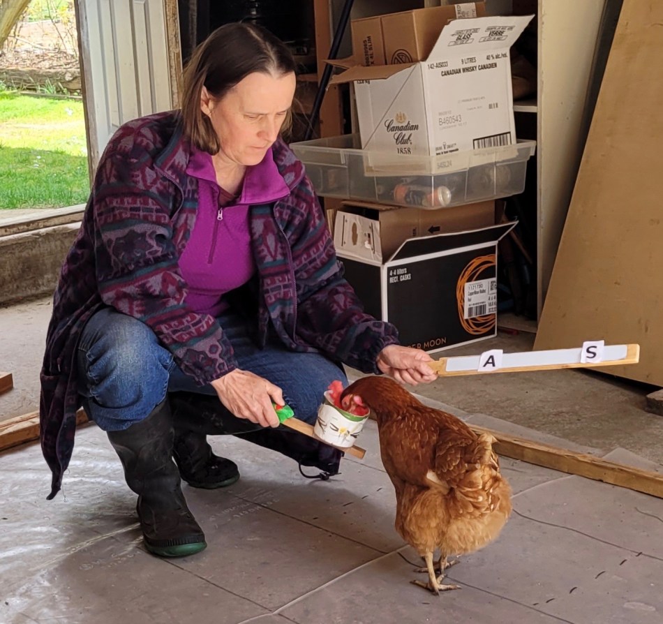 Bird Brains? Challenging Assumptions About Chicken Intelligence ...