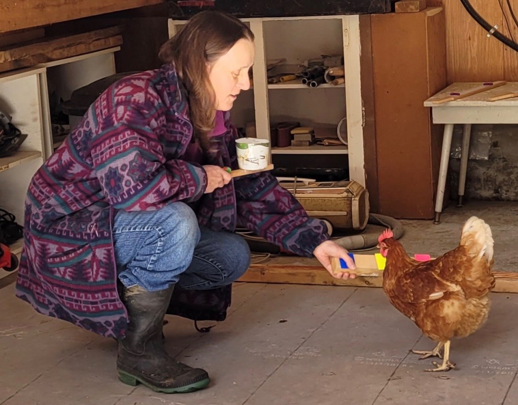 Bird Brains? Challenging Assumptions About Chicken Intelligence ...