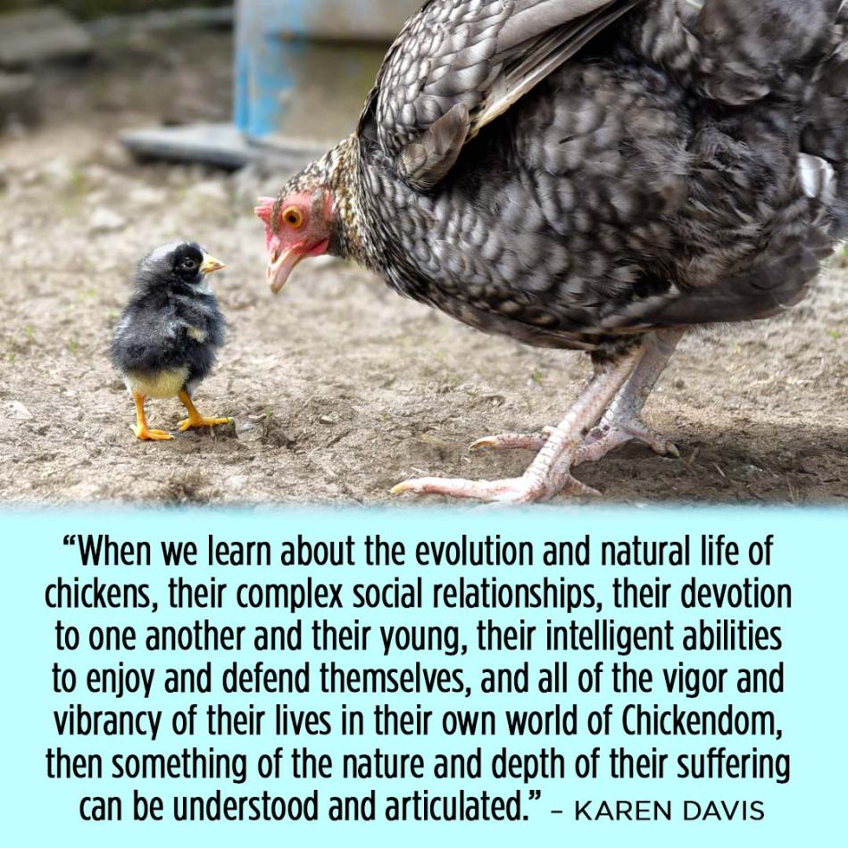 Bird Brains? Challenging Assumptions About Chicken Intelligence Bitchin' Chickens