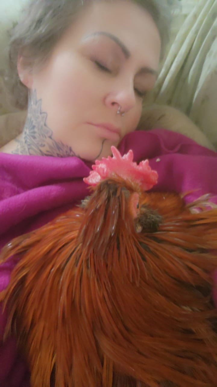 The Funny Farm: Chicken Love – Bitchin' Chickens
