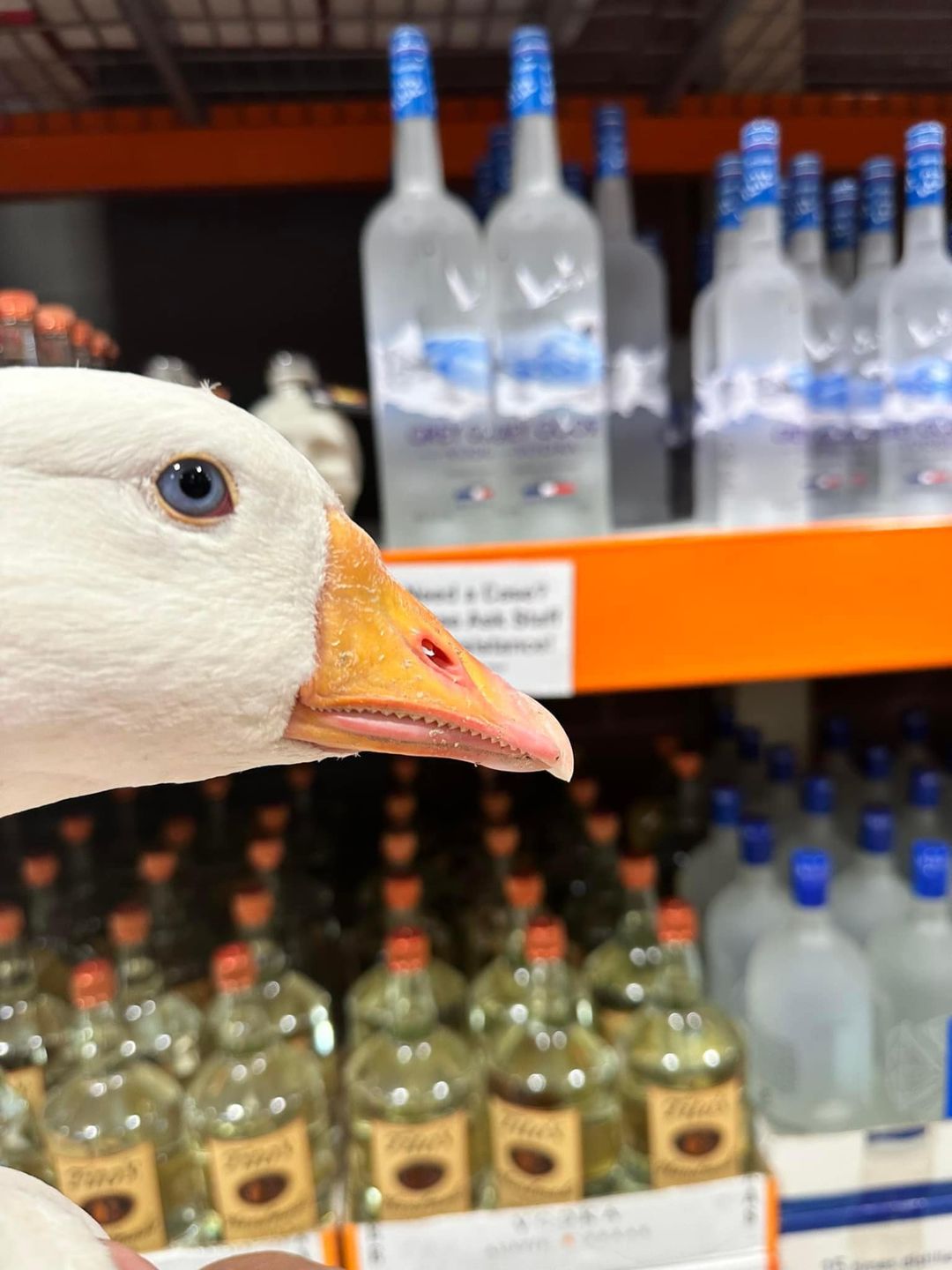 The Funny Farm: Costco Goose Chase – Bitchin' Chickens