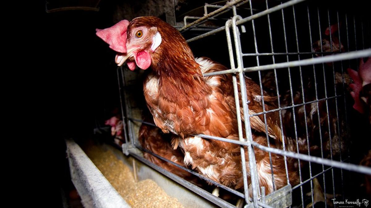The Price Of Eggs: Commercial Layers' Tragic Lives – Bitchin' Chickens