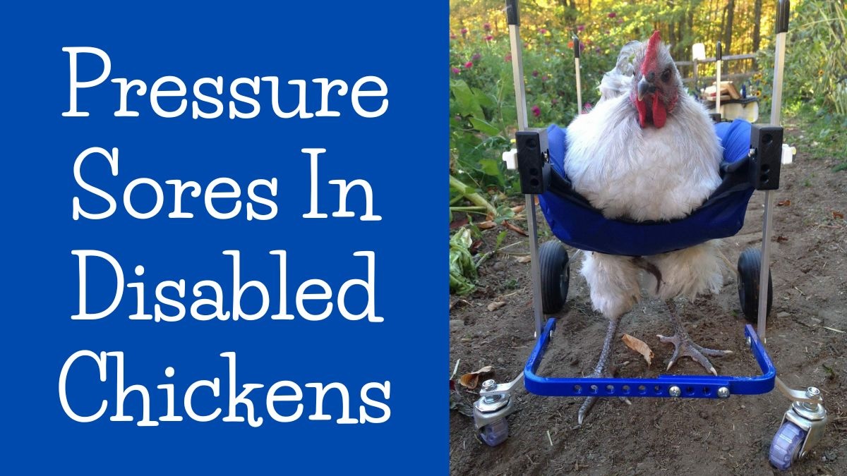 Chicken Compression Pressure Sores In Disabled Chickens – Bitchin' Chickens