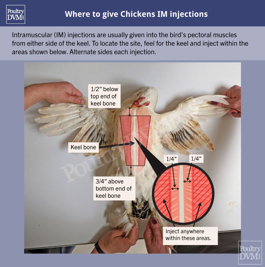 How To Give Chickens Medications by Injection – Bitchin' Chickens