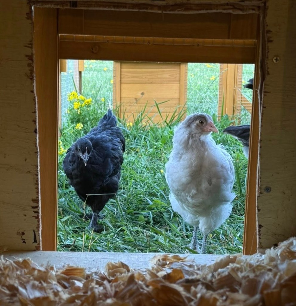 Chickenobs Observatory Chicken Coop – Bitchin' Chickens