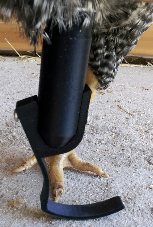 Getting a Leg Up: Prosthetics and Life on One Foot for Chickens ...