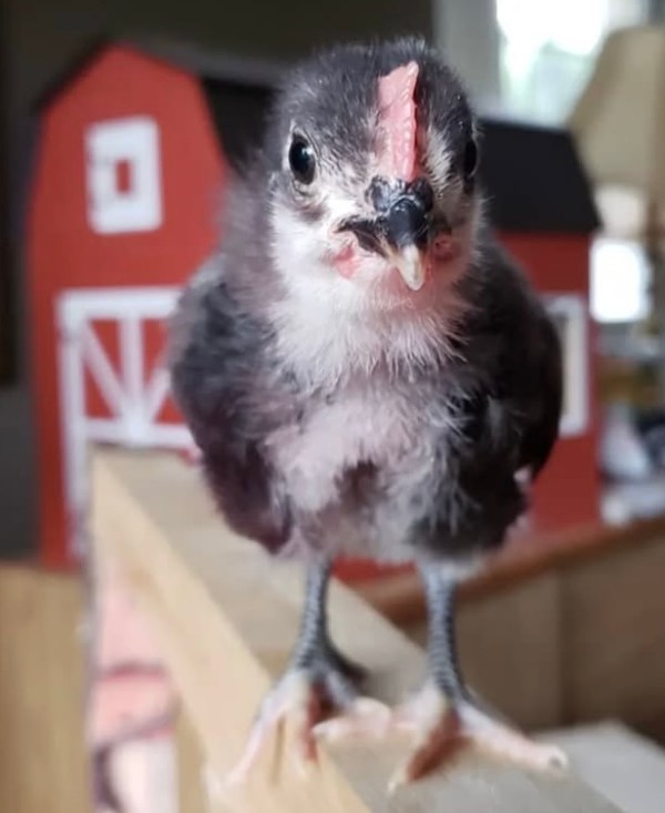 Micro Roster Animal The Browns’ Microsanctuary: Special House Rooster Steve – Bitchin' Chickens